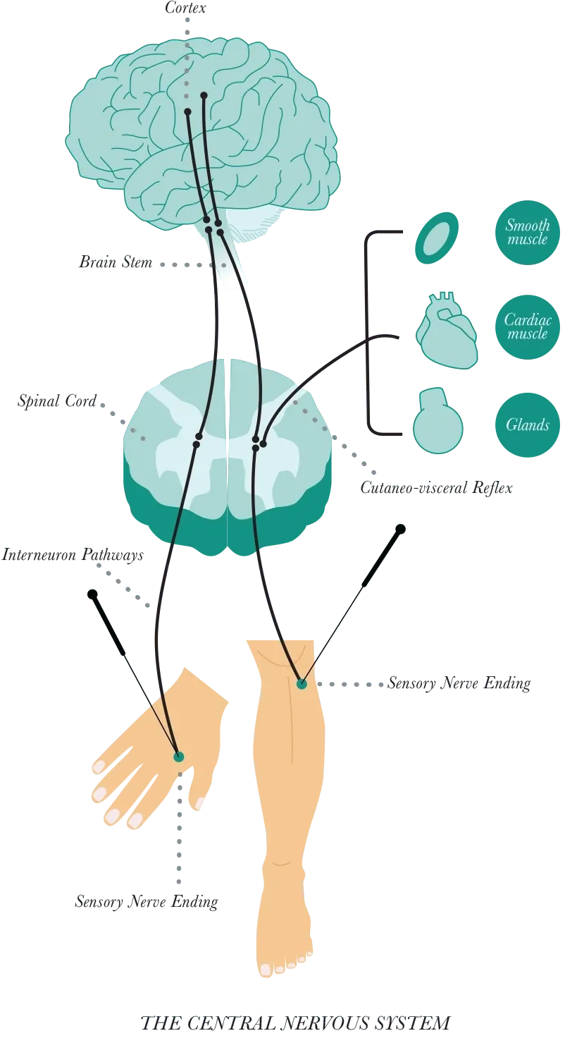 How acupuncture works between PNS and CNS